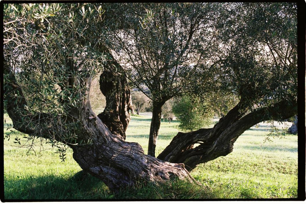 모우라 Horta De Torrejais 게스트하우스 외부 사진